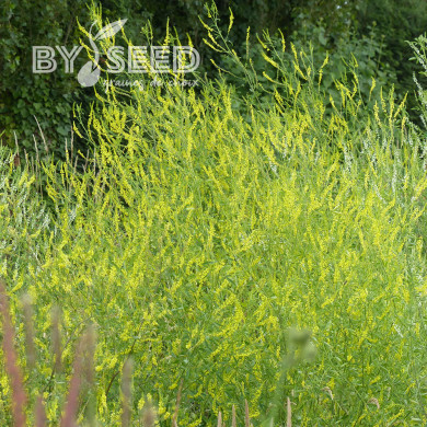 Mélilot jaune (plante sauvage)