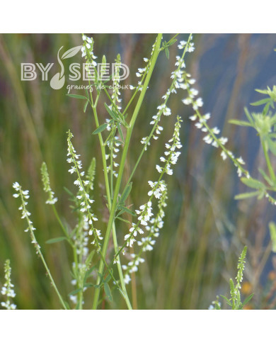 Mélilot blanc (plante sauvage)