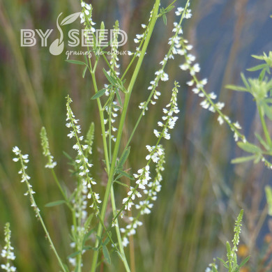 Mélilot blanc (plante sauvage)