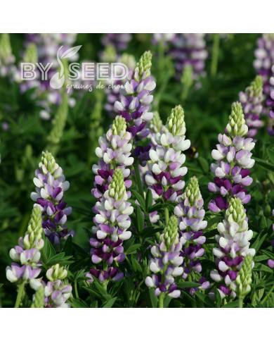 Lupin annuel de Hartweg Avalune Lilac