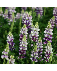 Pois de senteur Spencer Wiltshire Ripple