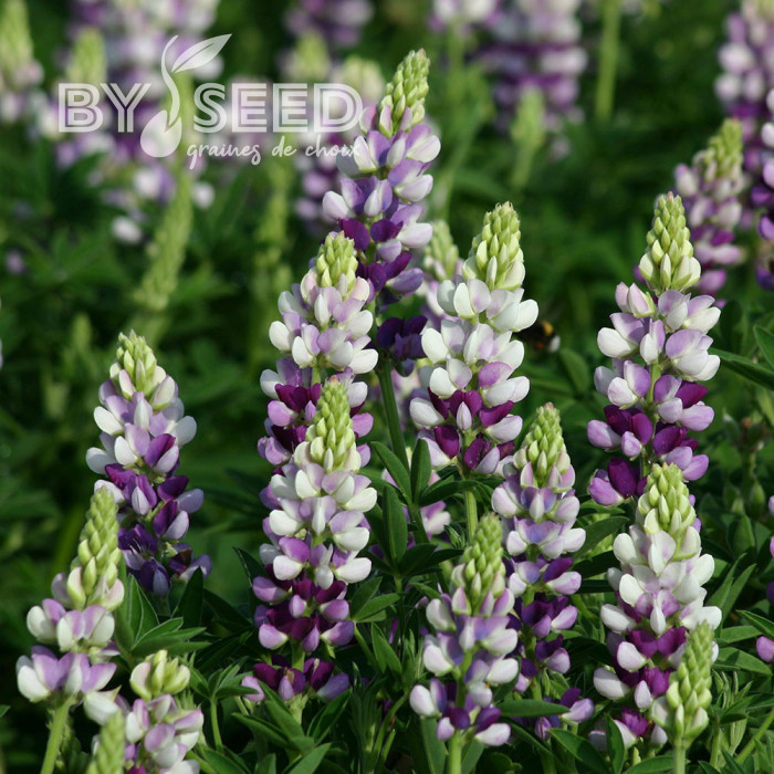 Lupin annuel de Hartweg Avalune Lilac