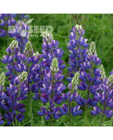 Lupin annuel de Hartweg Avalune Blue