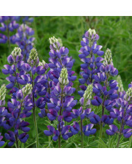 Lupin annuel de Hartweg Avalune Bicolours Mix