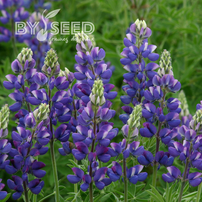 Lupin annuel de Hartweg Avalune Blue