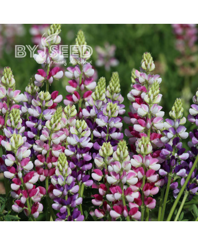 Lupin annuel de Hartweg Avalune Bicolours Mix