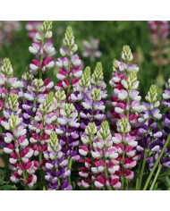 Lupin annuel de Hartweg Avalune Blue