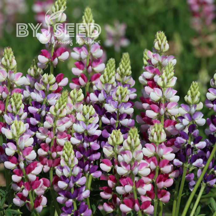 Lupin annuel de Hartweg Avalune Bicolours Mix