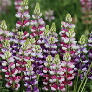 Lupin annuel de Hartweg Avalune Bicolours Mix