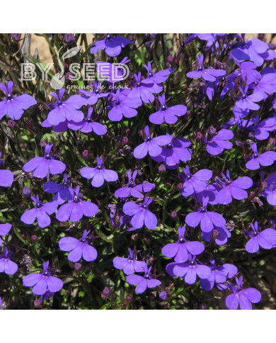 Lobélia nain Crystal Palace