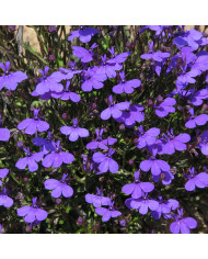 Lupin annuel de Hartweg Avalune Bicolours Mix