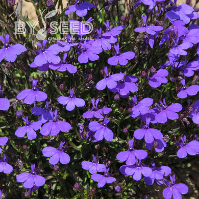 Lobélia nain Crystal Palace