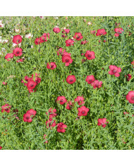 Lin annuel Skyscraper