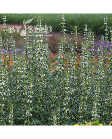 Leonurus sibiricus Alba