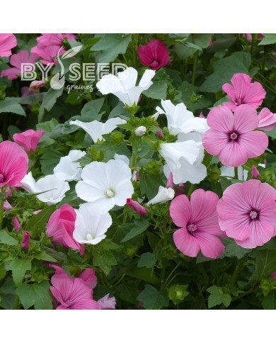 Lavatère annuelle Compact Mix