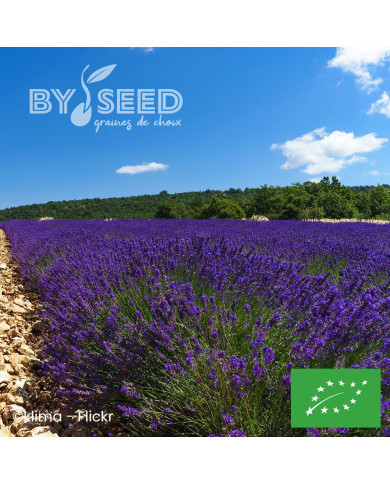 Lavande vraie BIO