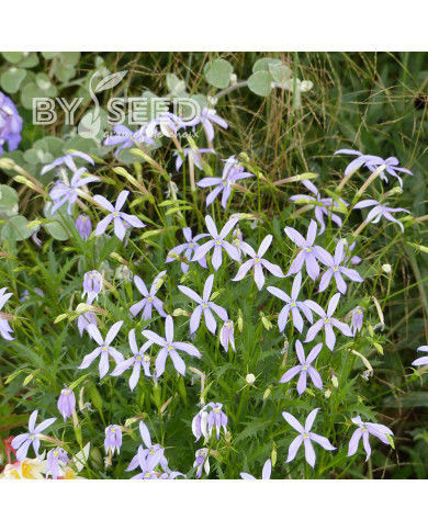 Laurentia (Isotoma) Blue Stars (graines enrobées)