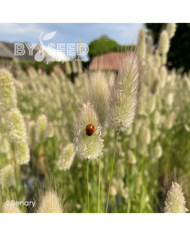 Lagurus ou Queue de Lièvre Big Bunny