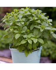 Basilic Red Rubin BIO