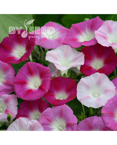 Ipomée grimpante La Vie en Rose