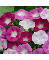 Impatiens Beacon F1 Mixture