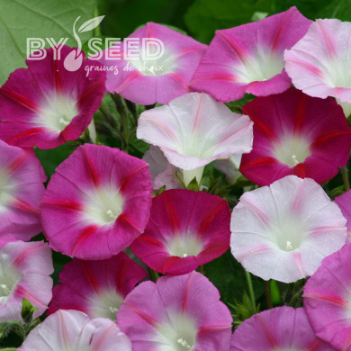 Ipomée grimpante La Vie en Rose