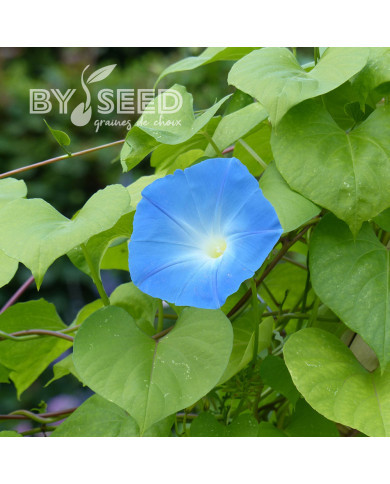 Ipomée grimpante Heavenly Blue
