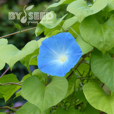 Ipomée grimpante Heavenly Blue