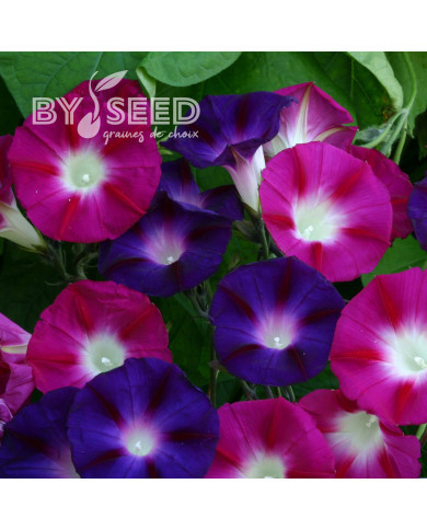 Ipomée grimpante Bohemian Shades
