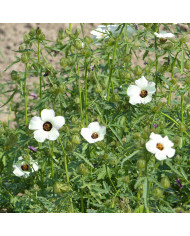Hieracium pilosella - Epervière piloselle