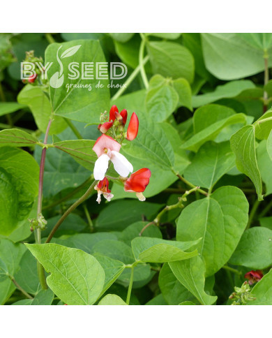 Haricot d'Espagne nain Hestia