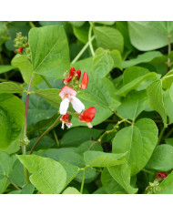 Pavot annuel Hen and Chicken