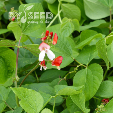 Haricot d'Espagne nain Hestia