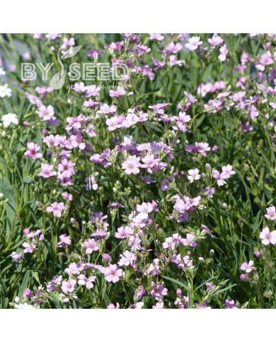 Gypsophile repens Rosea