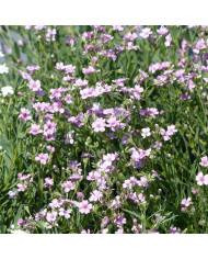 Gypsophile repens Albarosa Mix (rose + blanc)