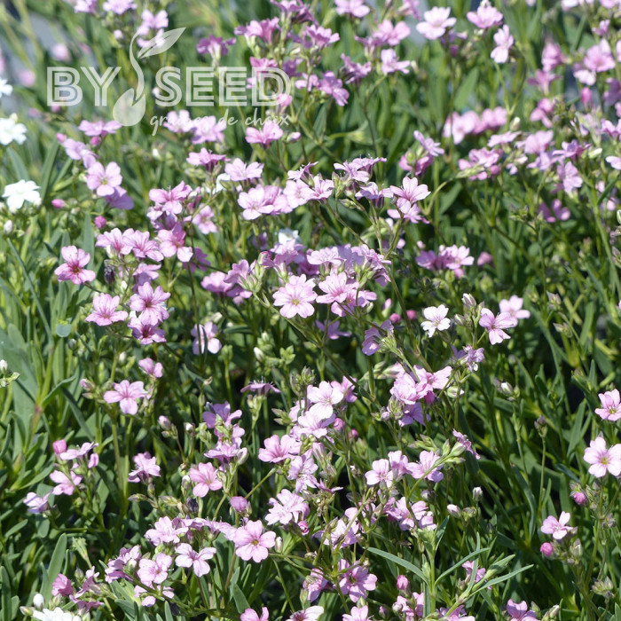 Gypsophile repens Rosea