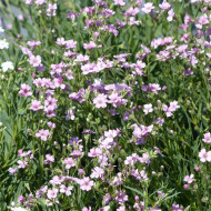Gypsophile repens Rosea