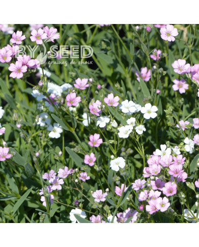 Gypsophile repens Albarosa Mix (rose + blanc)