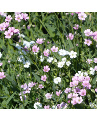 Gypsophile repens Rosea