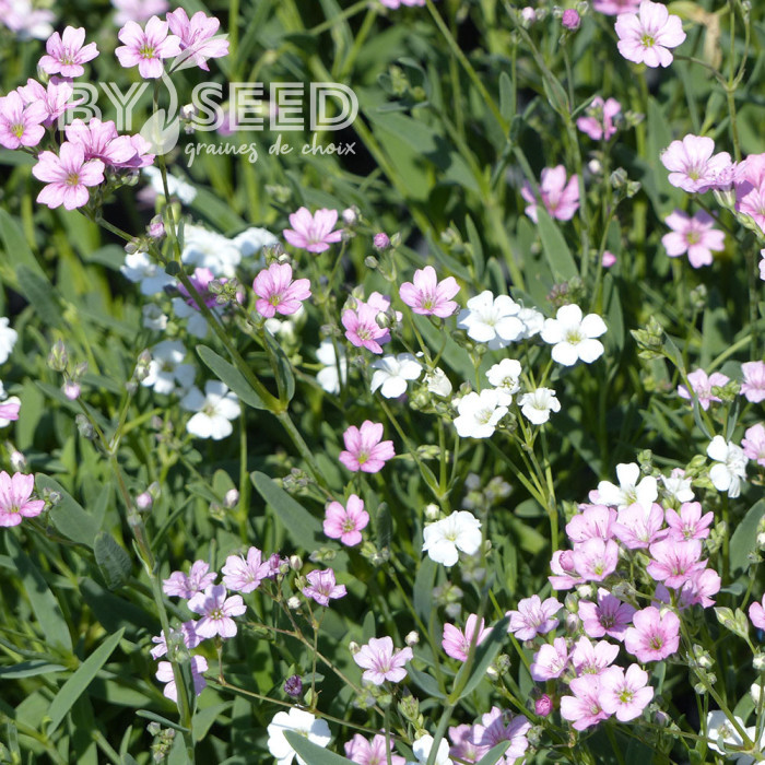 Gypsophile repens Albarosa Mix (rose + blanc)
