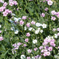 Gypsophile repens Albarosa Mix (rose + blanc)