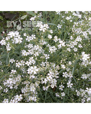 Gypsophile repens Alba