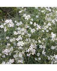 Gypsophile repens Albarosa Mix (rose + blanc)