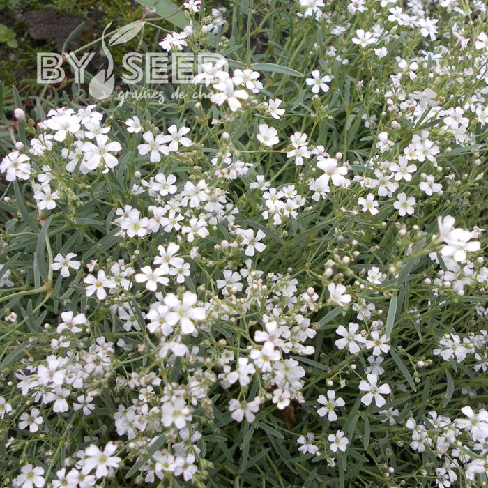 Gypsophile repens Alba