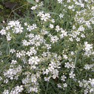 Gypsophile repens Alba