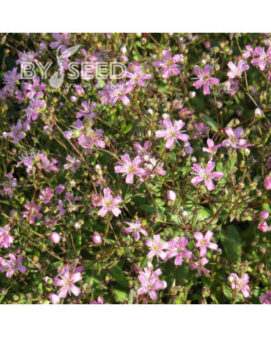 Gypsophile elegans Rosea (annuel)