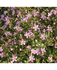 Gypsophile repens Alba