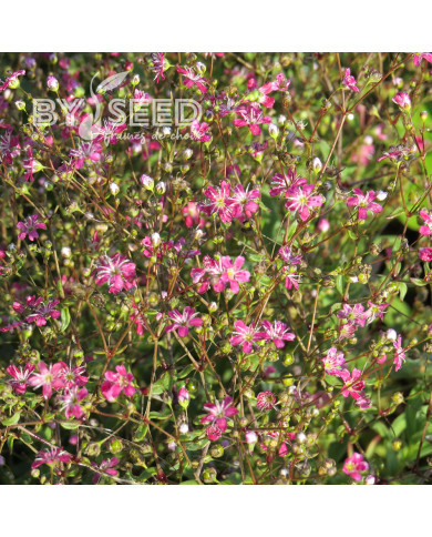 Gypsophile elegans Kermesina (annuel)