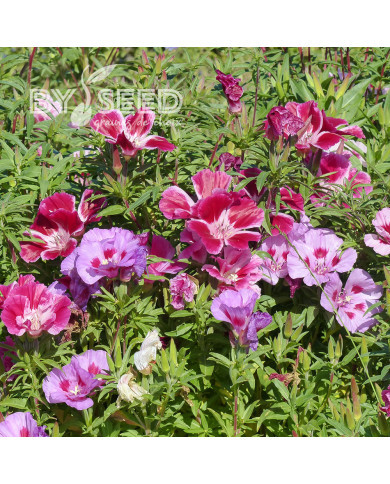 Godétia Whitneyi Mix