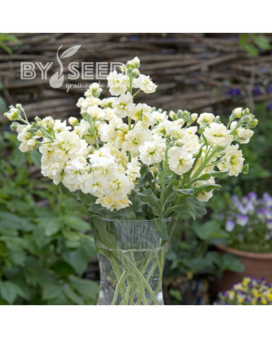 Giroflée quarantaine Anytime Yellow